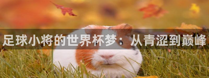 世界杯足球赛:足球小将的世界杯梦:从青涩到巅峰